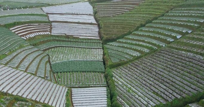 Drone video of beautiful terraced vegetable plantation on the slope of mountain. Vegetable plantation with beautiful pattern. It planted with cabbage, celery, potatoes and scallion - Indonesia