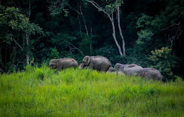Naklejka na ściany i meble The family of elephant in the Thailand Khao Yai national park. Forest from animals. Elephants group feeding on the field in the forest of Thailand. wildlife of national park.