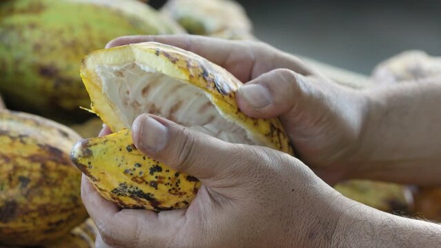 Fresh cocoa pod cut exposing cocoa seeds, with a cocoa plant