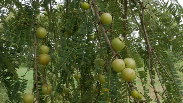 Phyllanthus emblica Tree with fruits,vitamin c fruit of indian gooseberry