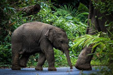The family of elephant in the Thailand Khao Yai national park. Forest from animals. Elephants baby...