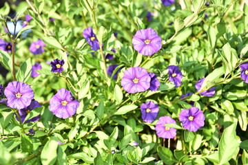 flowers in the garden