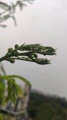 grass in the wind