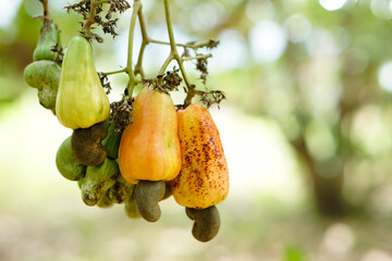 Yellow cashew fruits in garden. Fresh and organic. Concept. Export agricultural production crops in Thailand and Asian countries. Summer fruit.    