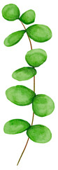Green Eucalyptus watercolor