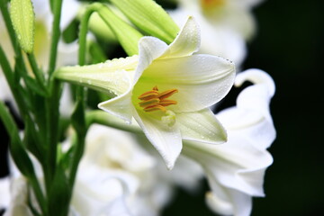 Fototapeta na wymiar blooming Longflower Lily,Easter Lily,White Trumpet Lily flowers with raindrops,close-up of white lily flowers blooming in the garden at a rainy day 