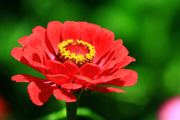 beautiful view of blooming Zinnia,Youth-and-old-age flower,close-up of red Zinnia flower blooming in the garden at a sunny day 

