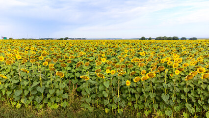 Fototapeta na wymiar a field of sunflowers from a height, smooth rows of plants.