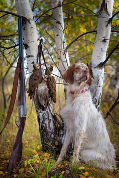 Woodcock hunting with a pointing dog.  Hunting with an English setter.