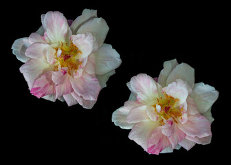 Fototapeta na wymiar The delicate petals of a withering Sakura Gasumi rose