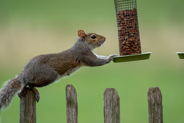 A grey squirrel reaches for a bird feeder full of nuts © Acres