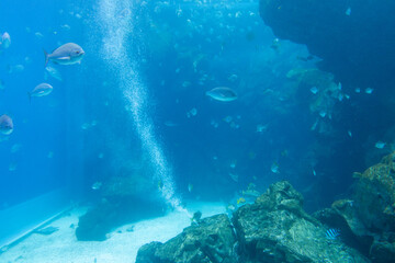 Fototapeta na wymiar Big fish water tank in aquarium