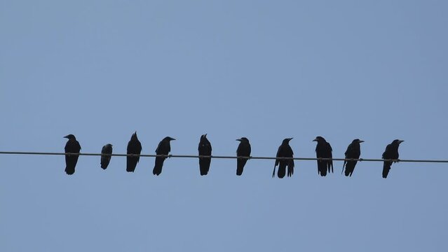 Crows resting on a wire