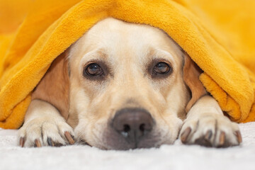 Cute Labrador retriever in a blanket on bed. Lovely dog in home. Sad autumn.