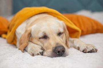 Cute Labrador retriever sleep in a blanket on bed. Lovely dog in home. Sad autumn.
