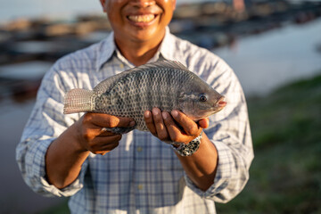 Asian fisherman's hand to feed tilapia fish, freshwater fish that was raised in ponds and cages....