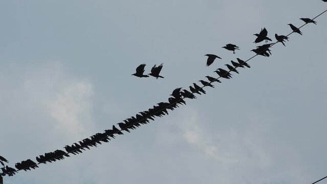 Many crows staying in row on a wire