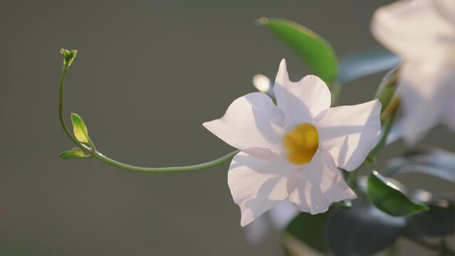 Close-up detail of Mandevilla white flowers in the warm light and calm breeze of the exotic garden