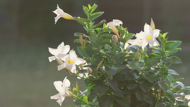 Brazilian jasmine (Mandevilla boliviensis) vine with white flowers