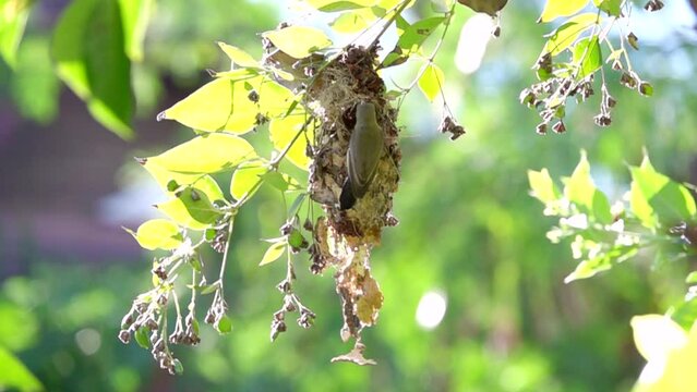 Purple Sunbird (feMale) feeding baby bird in slowmotion the bird's nest