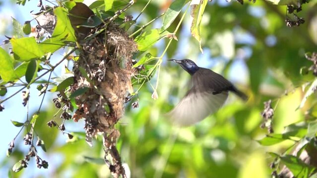Purple Sunbird (Male) feeding baby bird in slowmotion the bird's nest