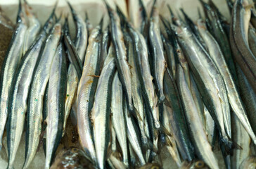 Fototapeta premium A freshly caught garfish lies on the ice on the counter.