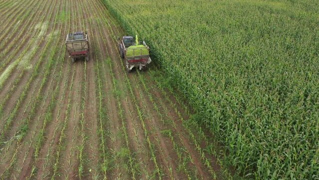 Corn biomass feedstock harvested to supply growing demand for green clean energy