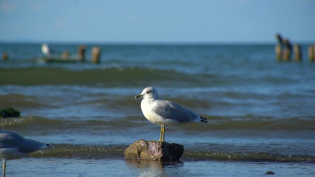 Seagull sitting on rock with ocean backdrop. Nature and wildlife on coast