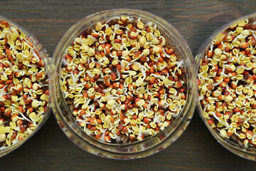 Top View of Hydroponic Kaiware Daikon Sprouts Germination in Reuse PET Water Bottles