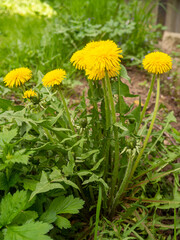 Dandelion flowers in garden. Taraxacum officinale. Dandelion plant with a fluffy yellow bud. Selective focus. Taraxacum is a large genus of flowering plants in the family Asteraceae.