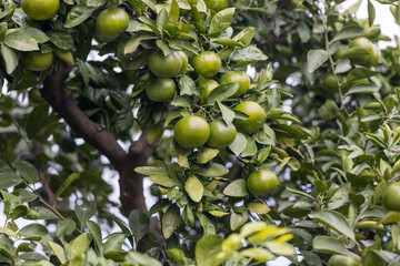 色着き前の豊作のミカン