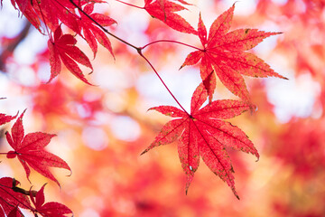 晴れた日の紅葉した赤もみじの葉　背景