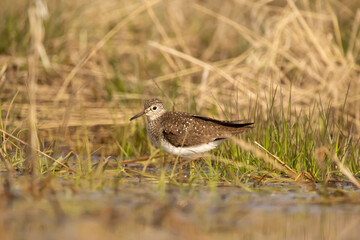 Solitary sandpiper walking in the puddle anmmong grass in spring.