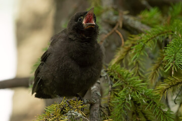 Hungry juvenile brown-headed cowbird perched on a branch.