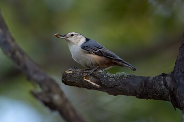 Fototapeta premium Red-breasted nuthatch perched on the dry branch with a peanut in the beak.