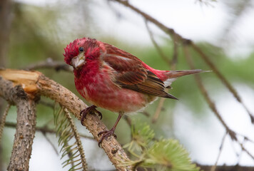Colorful purple finch is looking curious on the spruce branch.