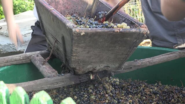 Detail of wooden rustic grapes squeezer working