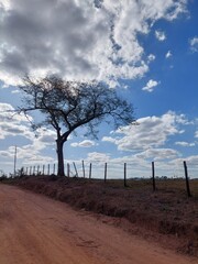 Obraz premium The tree