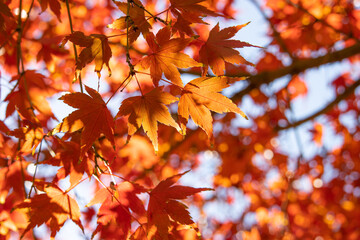 晴れた日の紅葉したもみじの木の枝と葉　背景