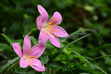 雄しべと雌しべが解るピンクの花
