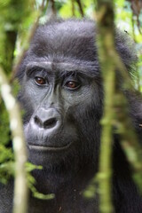 Berggorilla im Bwindi Nationalpark Uganda