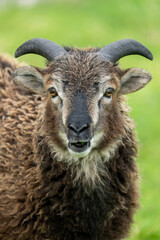 Wild Soay sheep an ancient breed on St Kilda in the outer Hebrides Scotland