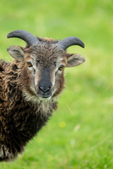 Portrait of a Wild Soay sheep an ancient breed on St Kilda in the outer Hebrides Scotland
