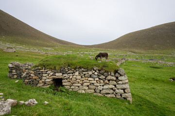 Wild Soay sheep an ancient breed on St Kilda in the outer Hebrides Scotland