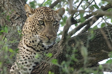 Leopard auf Baum im Murchison Nationalpark, Uganda 