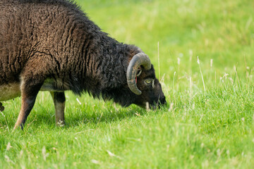 Wild Soay sheep an ancient breed on St Kilda in the outer Hebrides Scotland