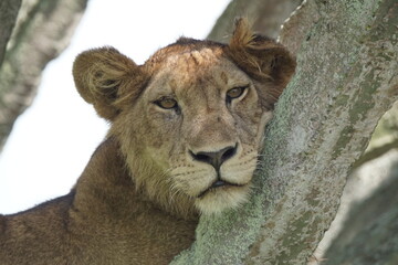 Löwe auf Kaktusbaum im Queen Elisabeth Nationalpark, Uganda 