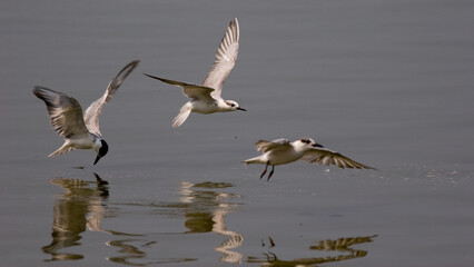 flying little tern