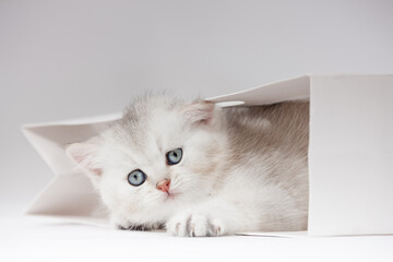 Katzenbaby im Studio - weiße Umgebung - neutraler Hintergrund