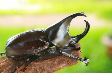 Stag beetle perched on a branch in nature